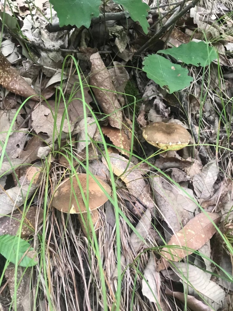牛肝菌大腿菇野生新鲜嫩菇干货河南伏牛山产地直供