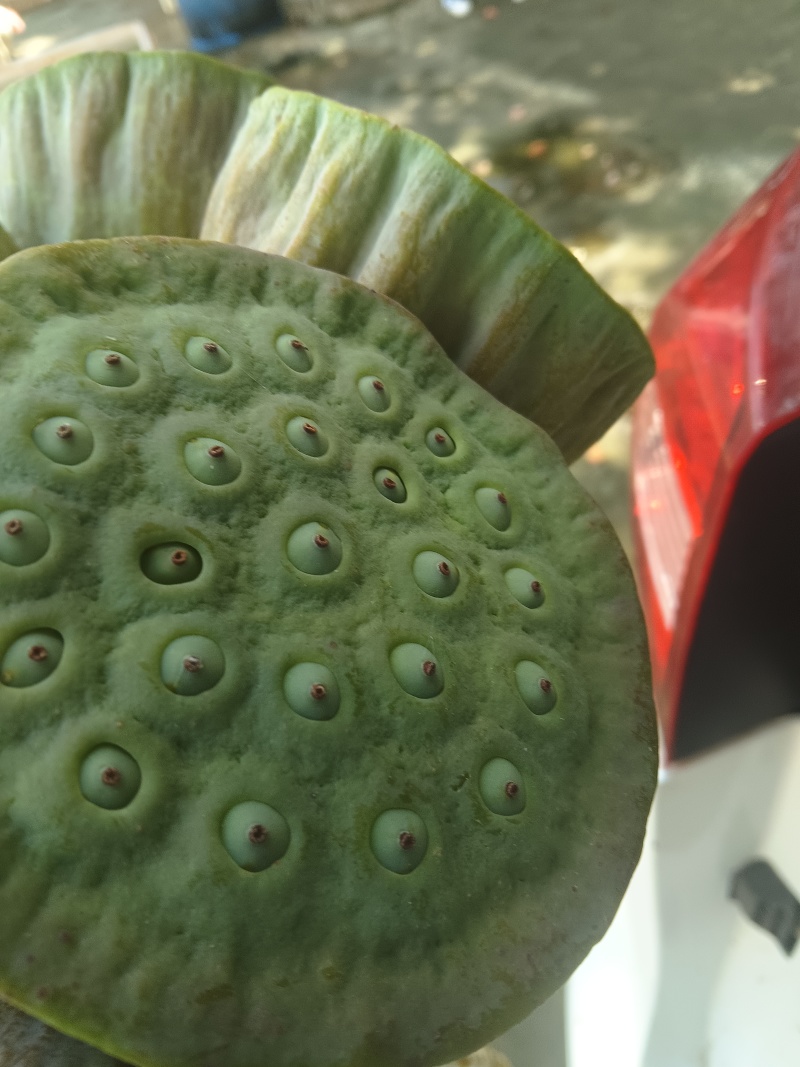 自家种植的莲蓬上市了，需要的联系我。