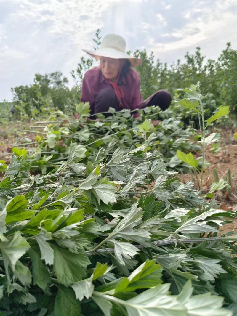 河南南阳艾草苗，基地直供，自产自销，品质保证代发全国