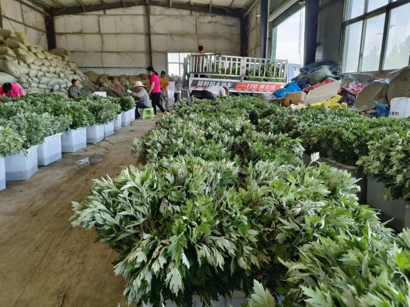 河南南阳艾草苗，基地直供，自产自销，品质保证代发全国