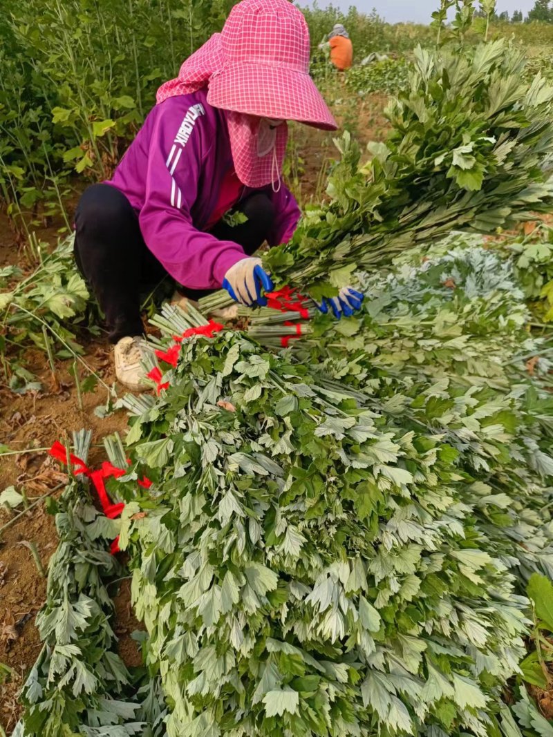 河南南阳艾草苗，基地直供，自产自销，品质保证代发全国
