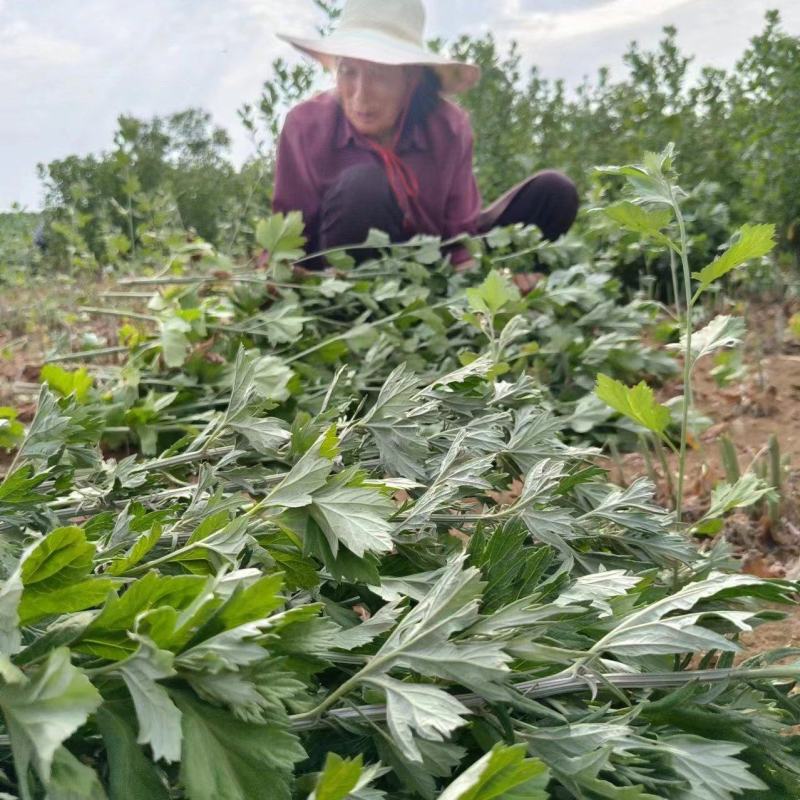 河南南阳艾草苗，基地直供，自产自销，品质保证代发全国