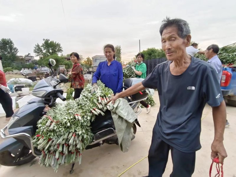 干艾草（热卖推荐）诚信经营，自产自销，规格齐全欢迎电联