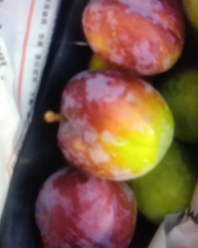 秦皇岛紫李子