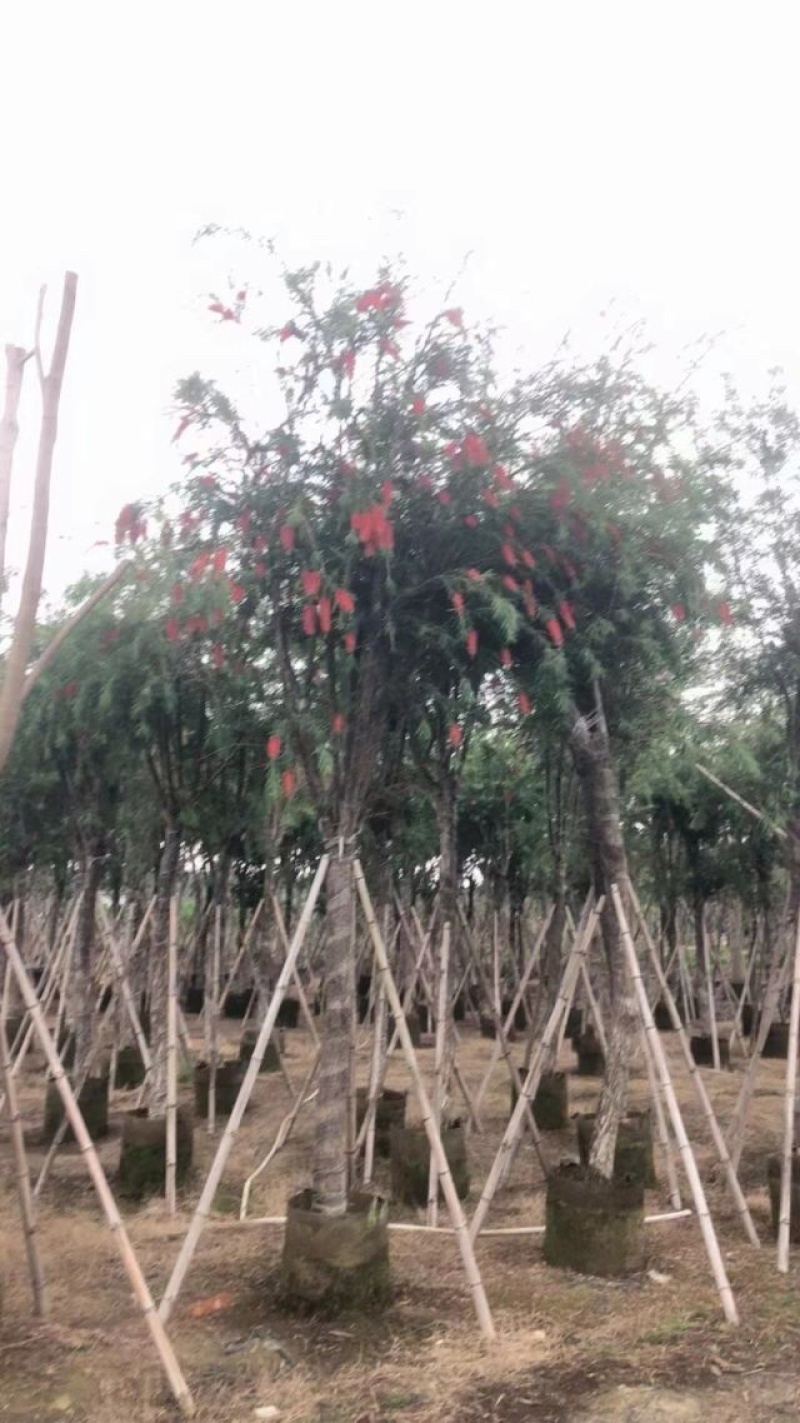 截杆串钱柳3～10公分基地直发大小规格齐全欢迎老板来电