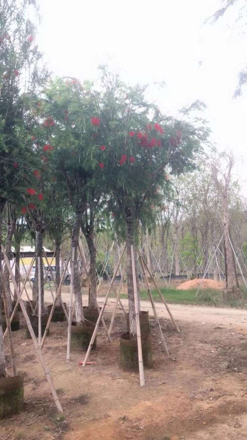 截杆串钱柳3～10公分基地直发大小规格齐全欢迎老板来电