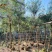 截杆串钱柳3～10公分基地直发大小规格齐全欢迎老板来电