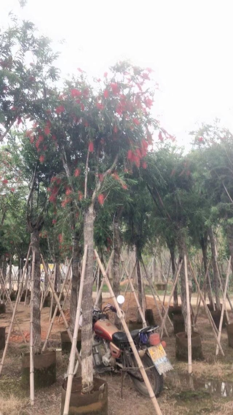 截杆串钱柳3～10公分基地直发大小规格齐全欢迎老板来电