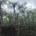 截杆串钱柳3～10公分基地直发大小规格齐全欢迎老板来电
