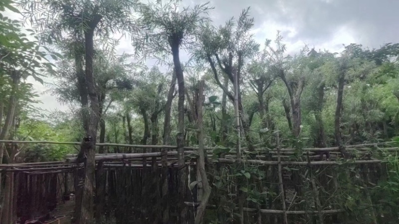 截杆串钱柳3～10公分基地直发大小规格齐全欢迎老板来电