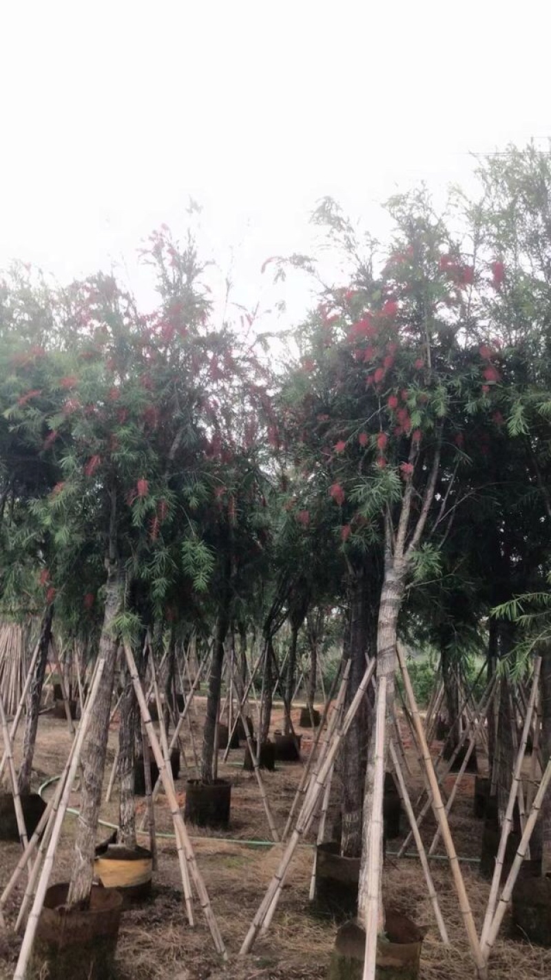 截杆串钱柳3～10公分基地直发大小规格齐全欢迎老板来电