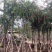 截杆串钱柳3～10公分基地直发大小规格齐全欢迎老板来电