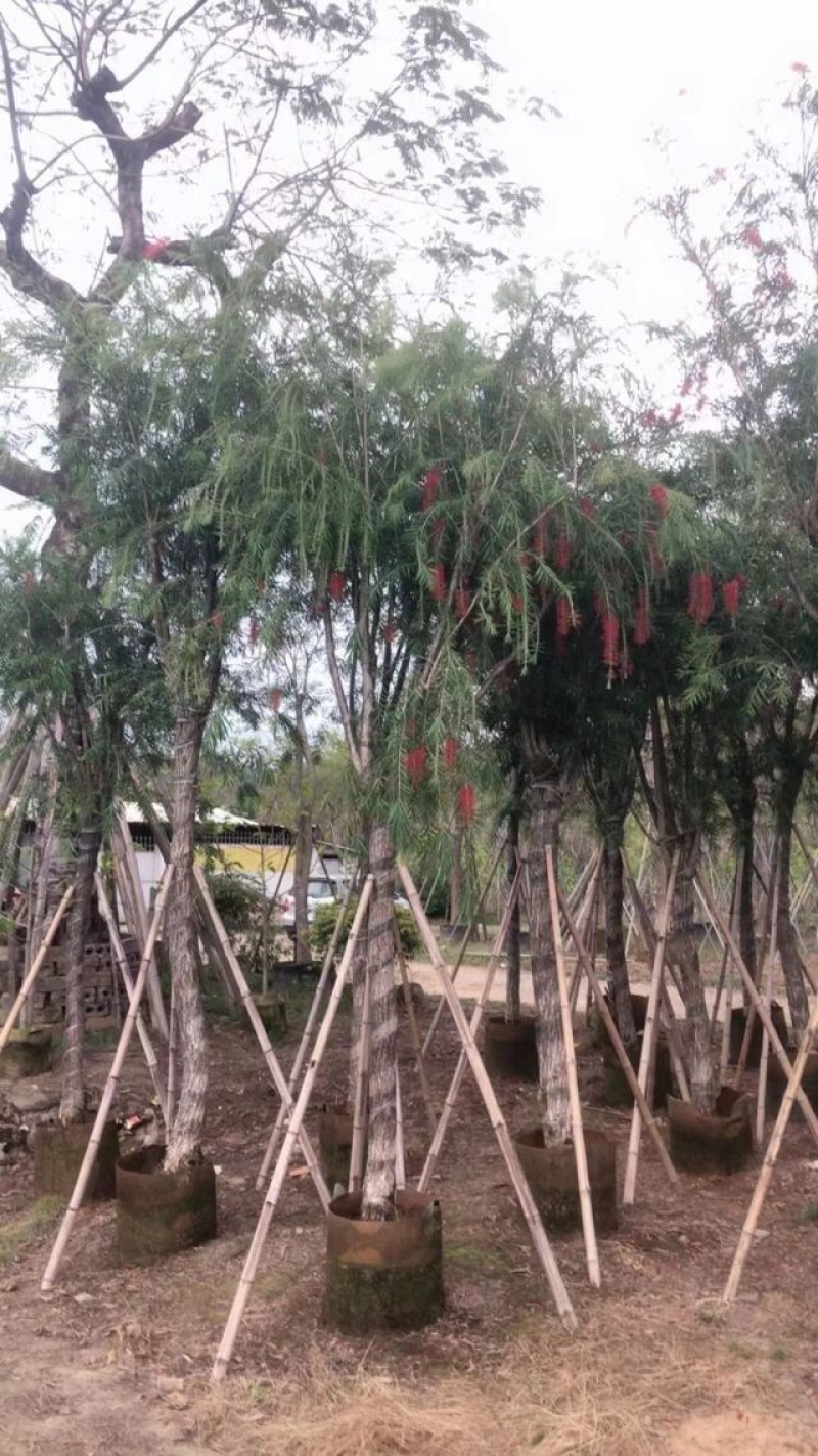 截杆串钱柳3～10公分基地直发大小规格齐全欢迎老板来电