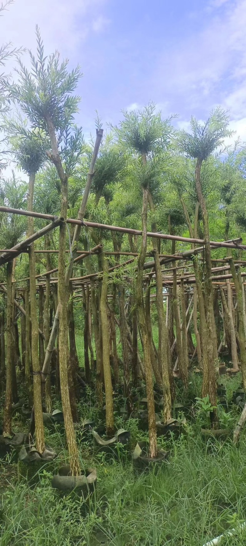 截杆串钱柳3～10公分基地直发大小规格齐全欢迎老板来电