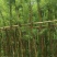 截杆串钱柳3～10公分基地直发大小规格齐全欢迎老板来电