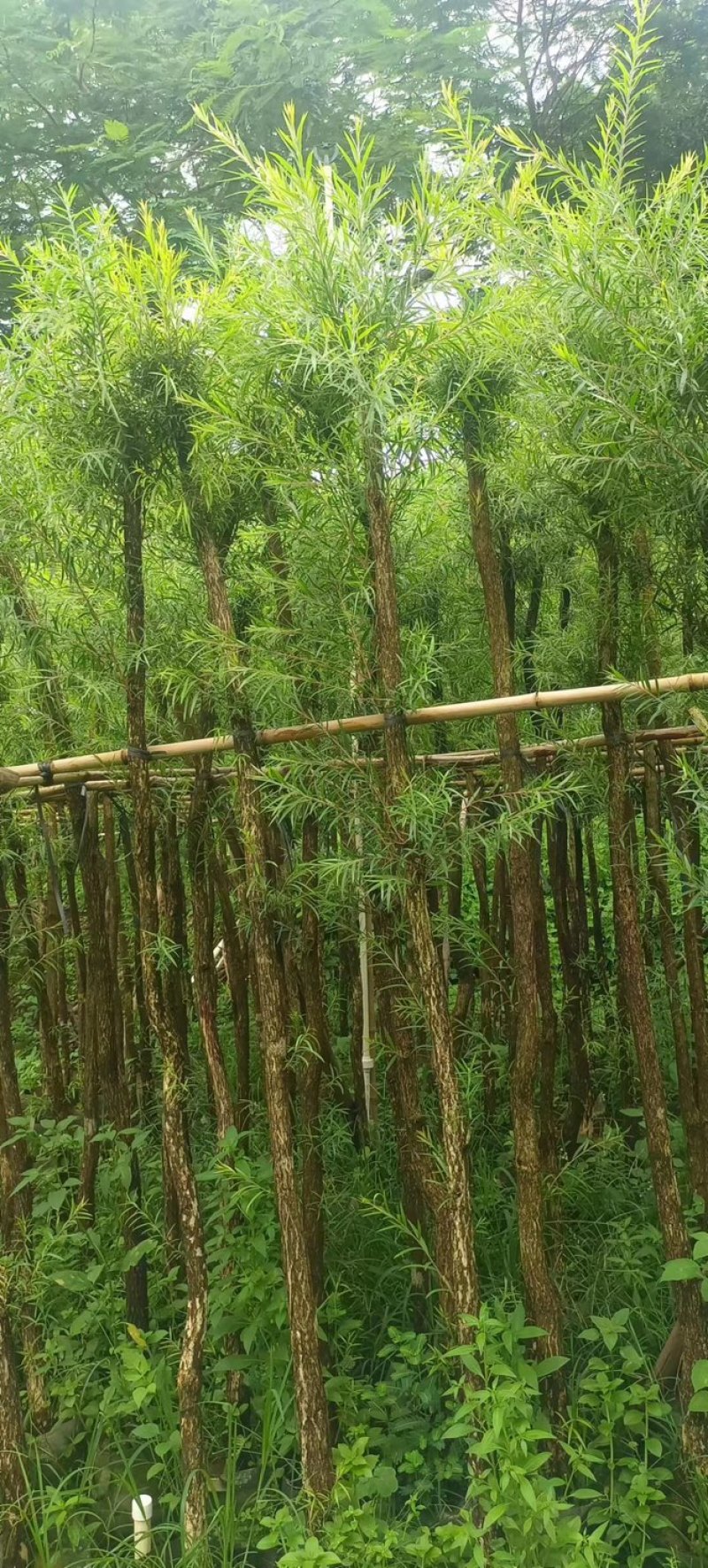 截杆串钱柳3～10公分基地直发大小规格齐全欢迎老板来电