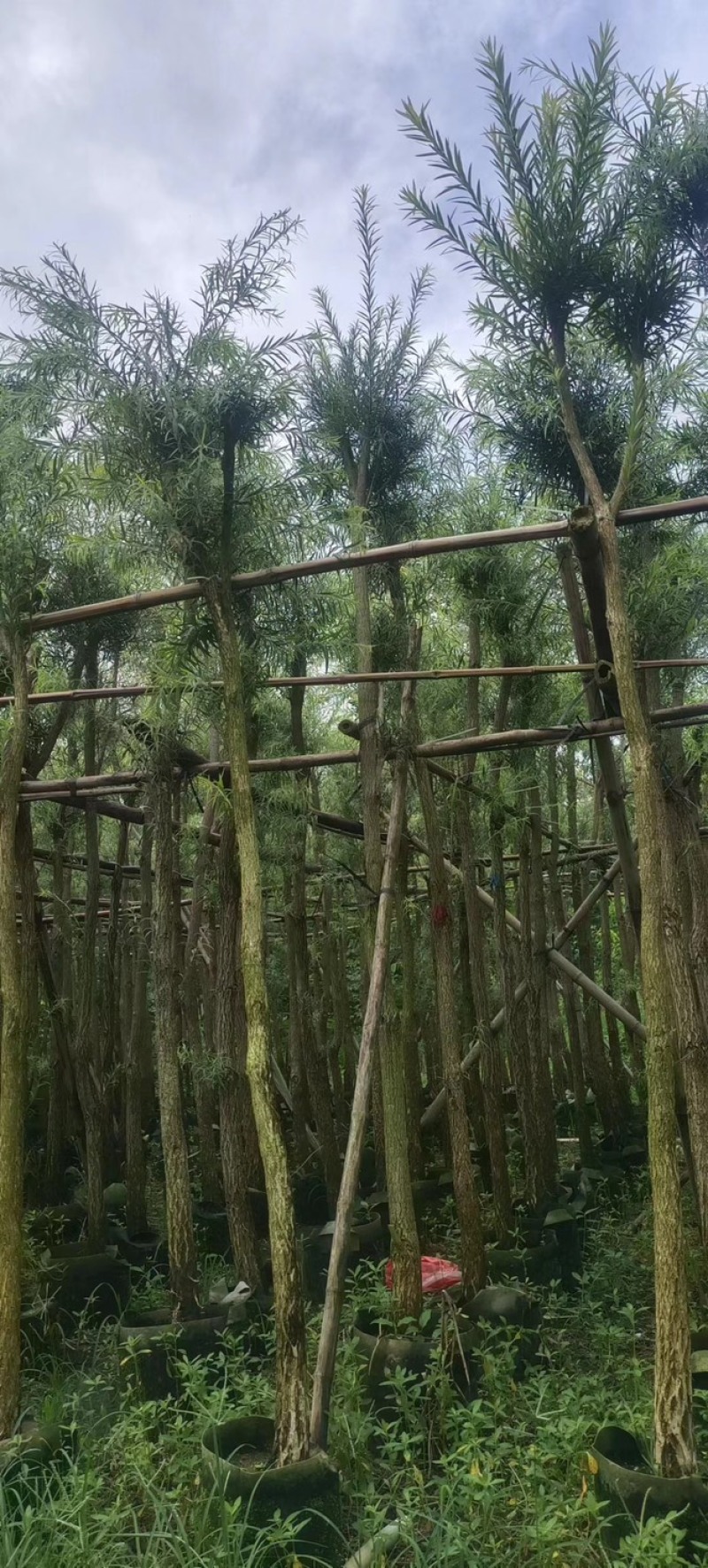 截杆串钱柳3～10公分基地直发大小规格齐全欢迎老板来电