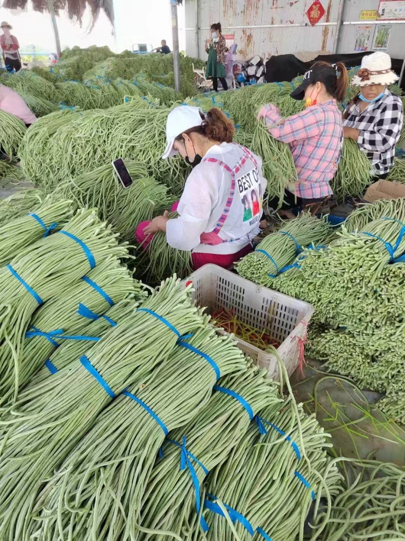 山东青条豆角青条豇豆大量上市，产地直供欢迎各位老板来电