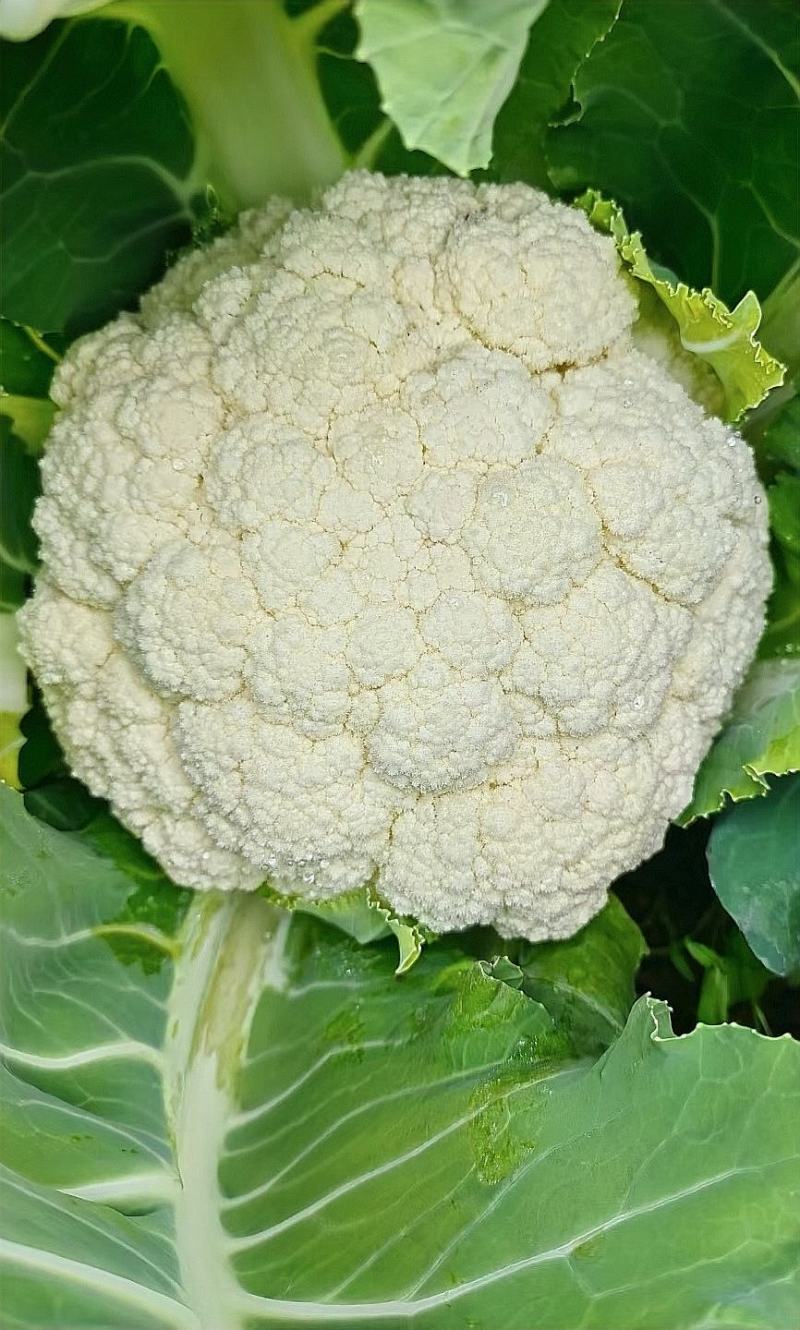 花菜种子鼎松100鼎牛种业青梗松花球大雪白囗感脆嫩