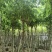 腊肠树10～12公分基地直发大小规格齐全品质保证