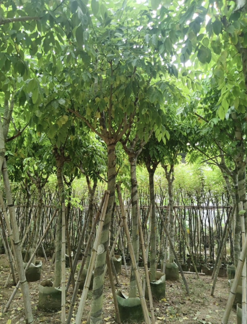 腊肠树10～12公分基地直发大小规格齐全品质保证