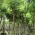 腊肠树10～12公分基地直发大小规格齐全品质保证