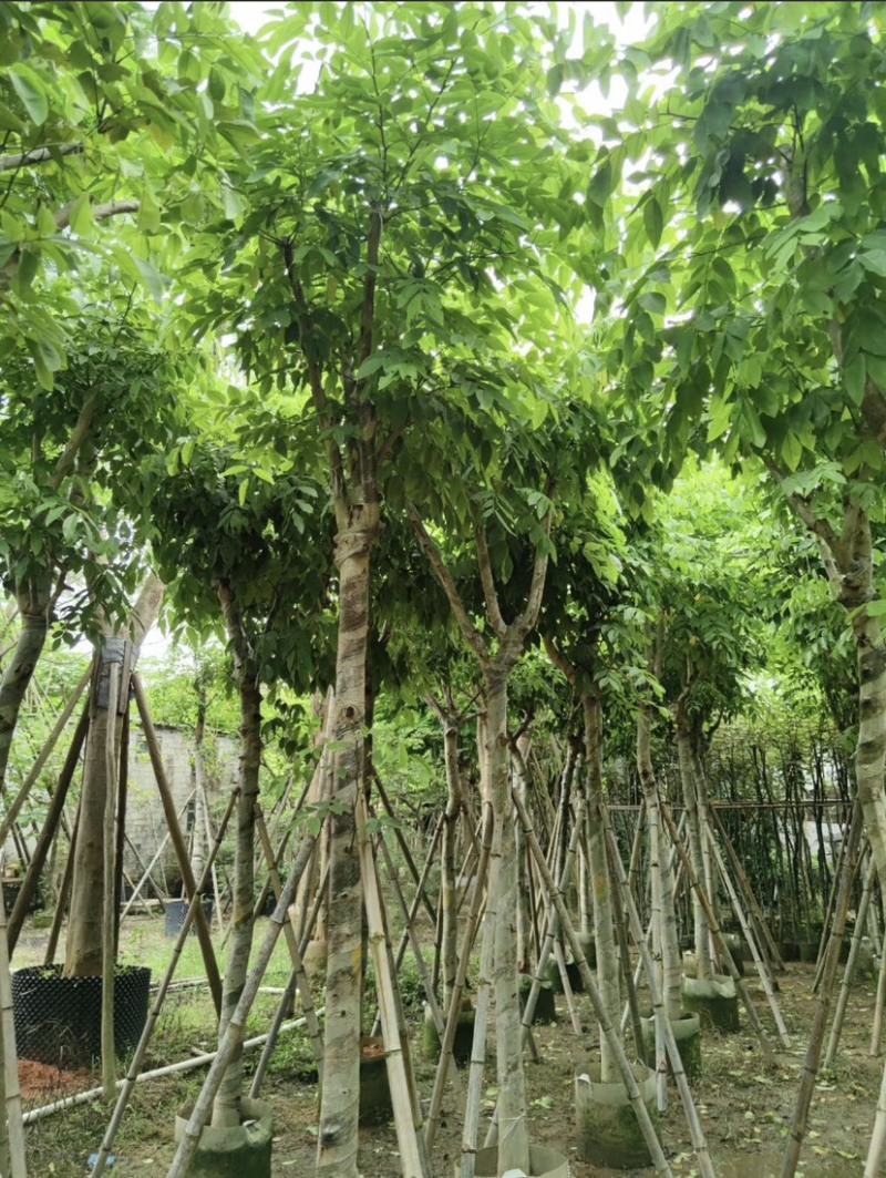 腊肠树10～12公分基地直发大小规格齐全品质保证