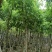 腊肠树10～12公分基地直发大小规格齐全品质保证