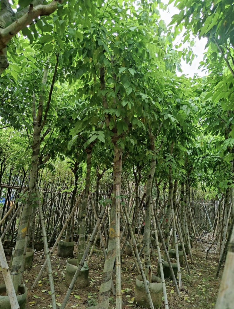 腊肠树10～12公分基地直发大小规格齐全品质保证