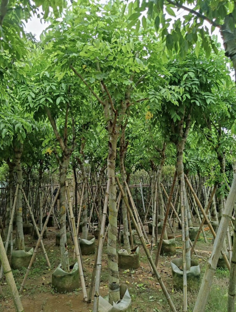 腊肠树10～12公分基地直发大小规格齐全品质保证