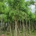 腊肠树10～12公分基地直发大小规格齐全品质保证
