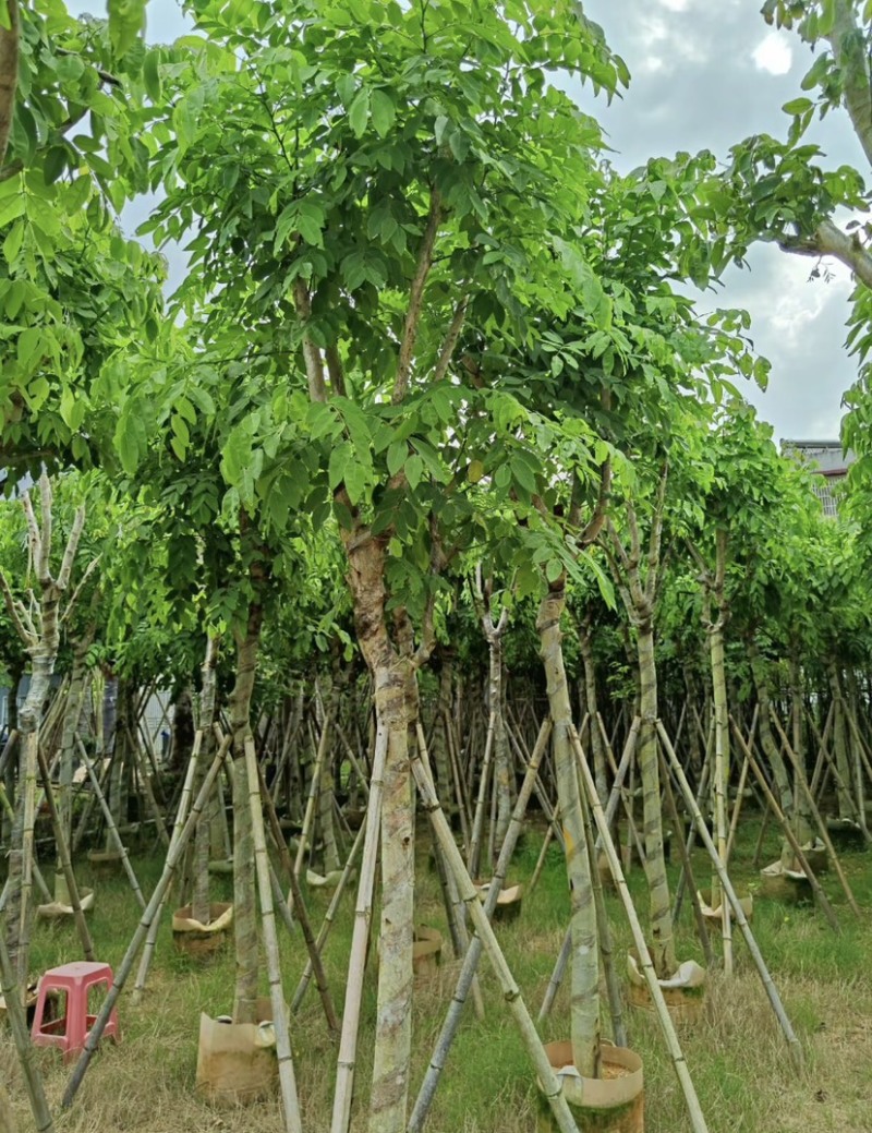 腊肠树10～12公分基地直发大小规格齐全品质保证