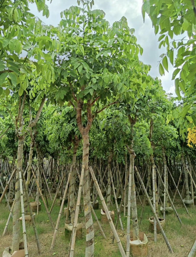 腊肠树10～12公分基地直发大小规格齐全品质保证
