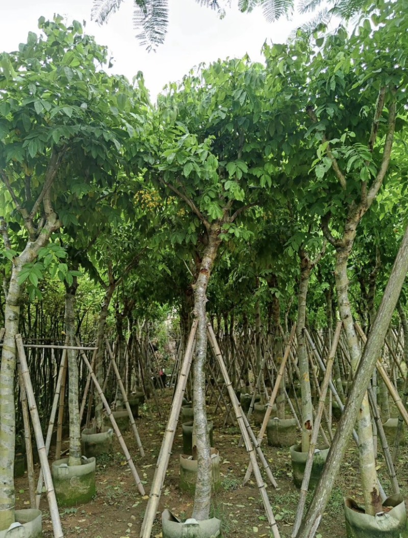 腊肠树10～12公分基地直发大小规格齐全品质保证
