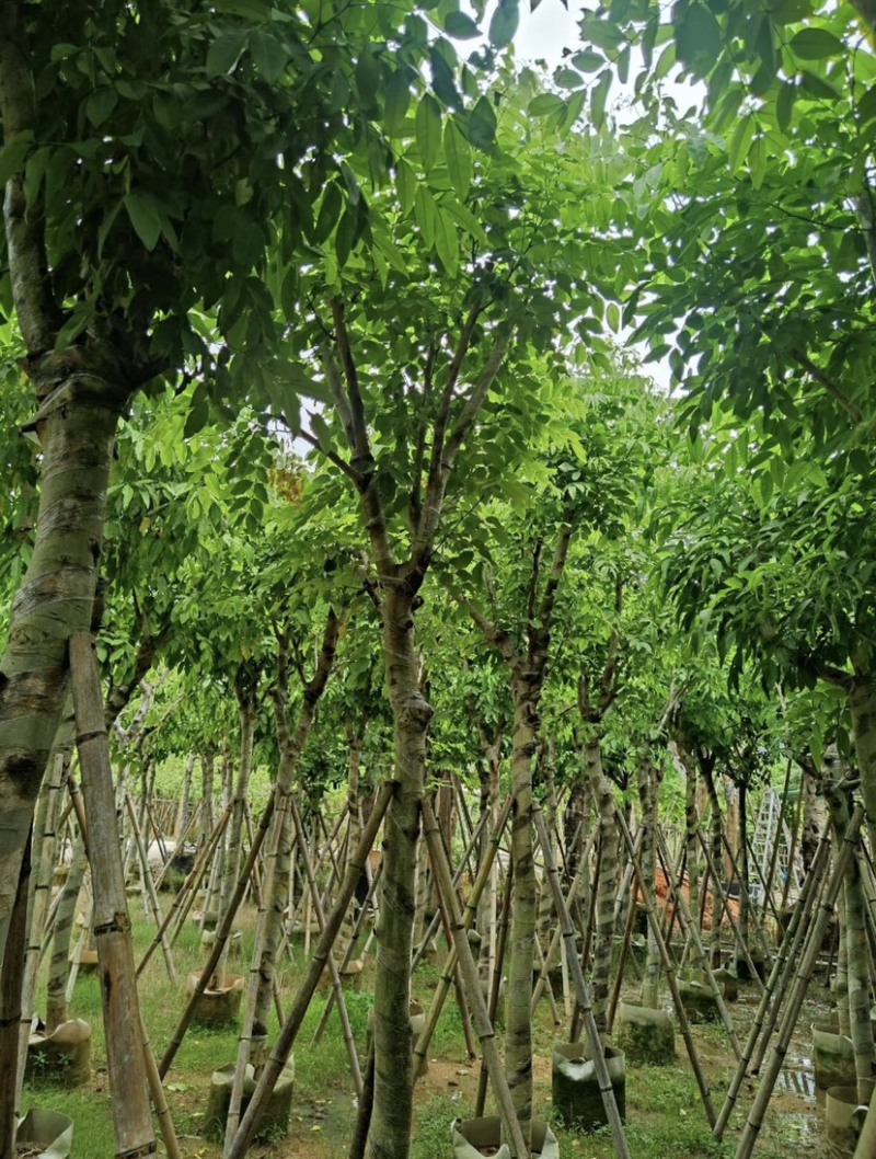 腊肠树10～12公分基地直发大小规格齐全品质保证