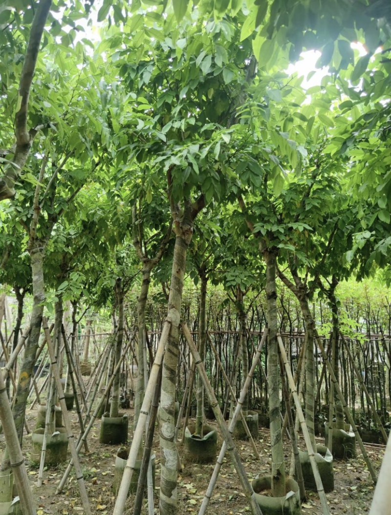 腊肠树10～12公分基地直发大小规格齐全品质保证