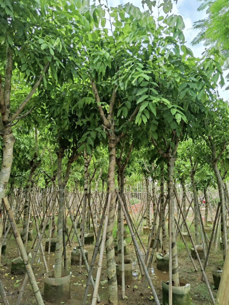 腊肠树10～12公分基地直发大小规格齐全品质保证