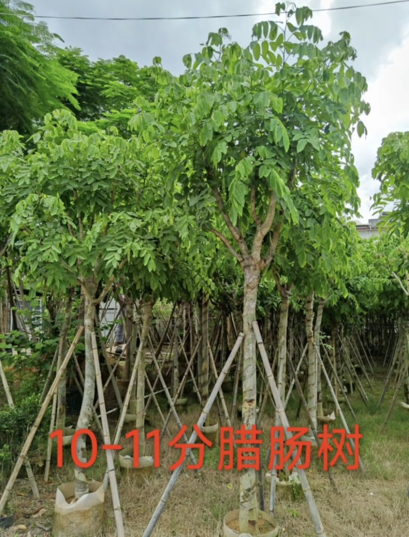 腊肠树10～12公分基地直发大小规格齐全品质保证