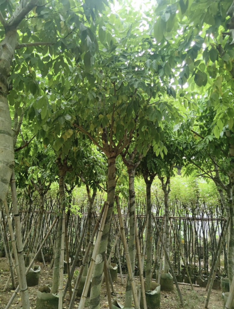 腊肠树10～12公分基地直发大小规格齐全品质保证