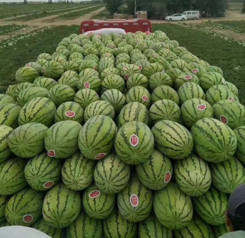 【推荐】宁夏硒砂瓜大量供应产地直发对接全国品质保证