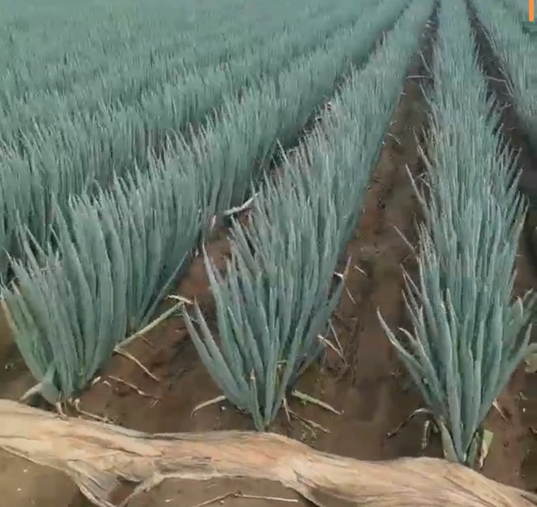 大葱田间对比图