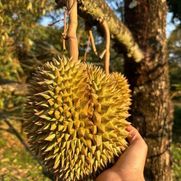 金枕~榴莲~种植基地采摘~一手货源~烂果~坏果~包售后