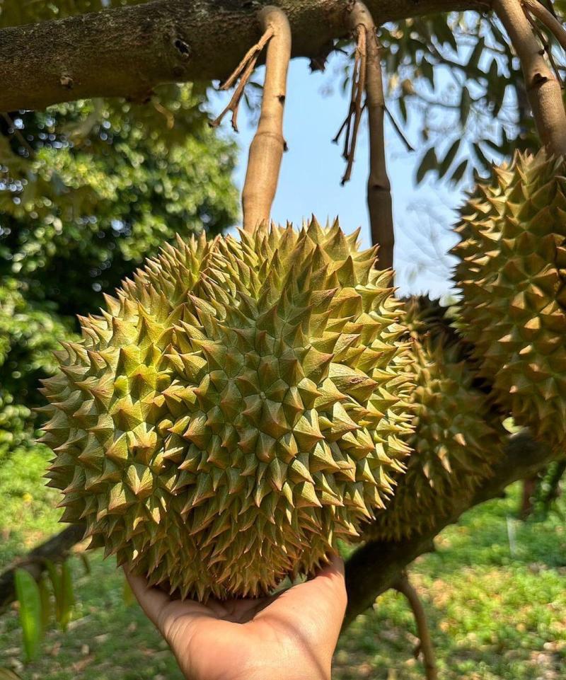 金枕~榴莲~种植基地采摘~一手货源~烂果~坏果~包售后