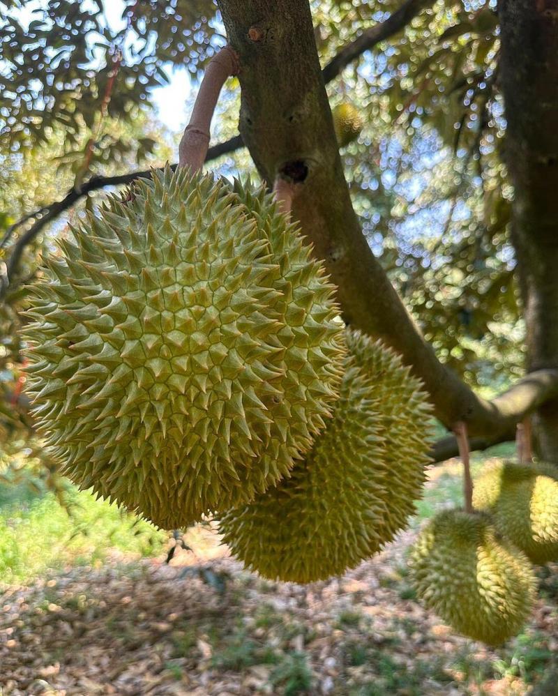 金枕~榴莲~种植基地采摘~一手货源~烂果~坏果~包售后