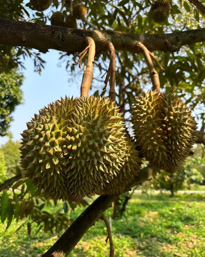 金枕~榴莲~种植基地采摘~一手货源~烂果~坏果~包售后