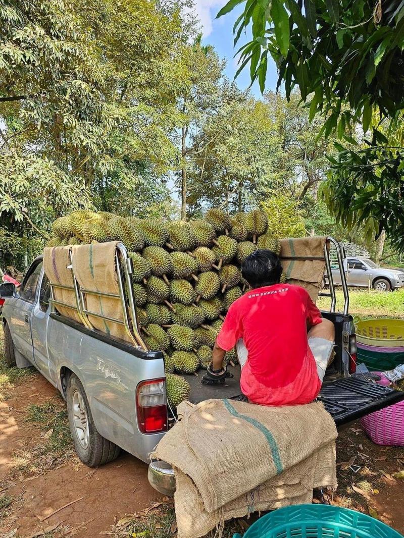 金枕~榴莲~种植基地采摘~一手货源~烂果~坏果~包售后