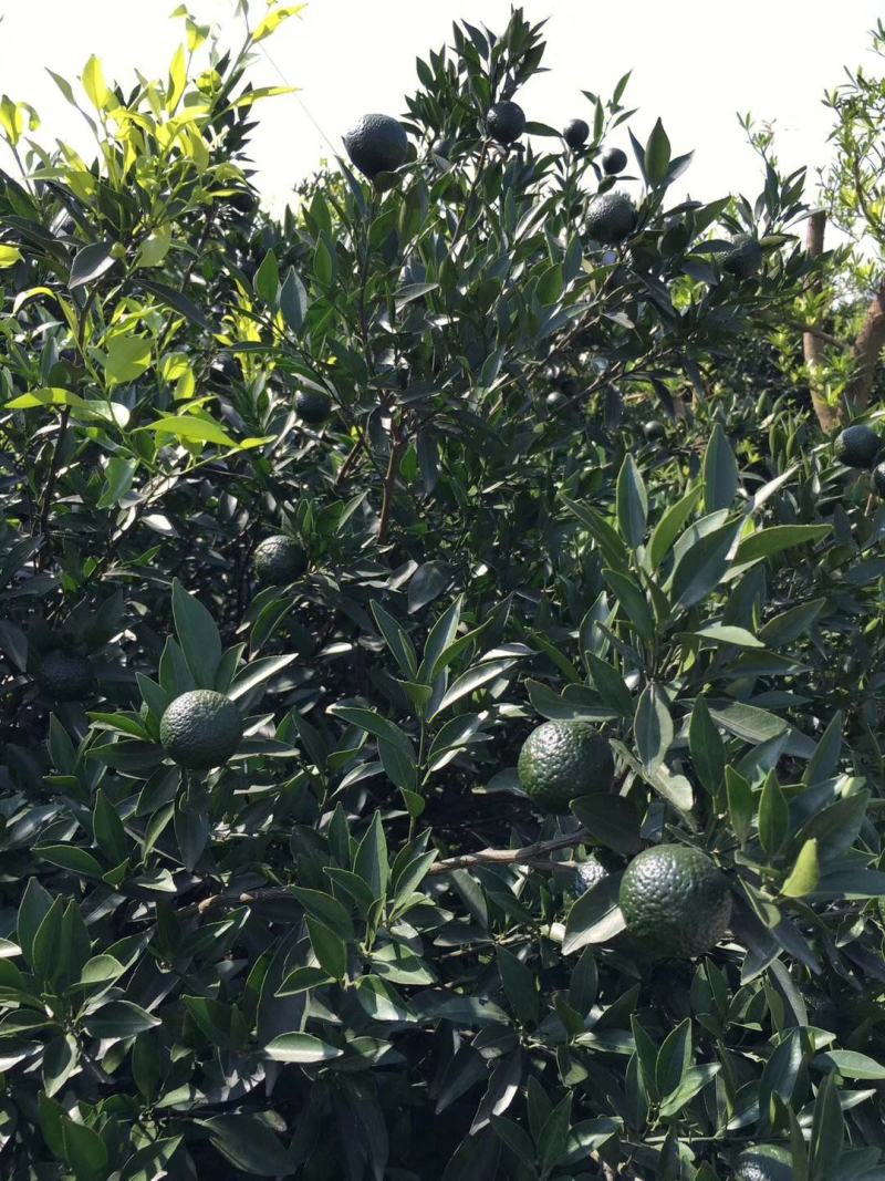 小青柑（蜜橘）（椪柑）原材料批发，可做茶柑，陈皮，药材