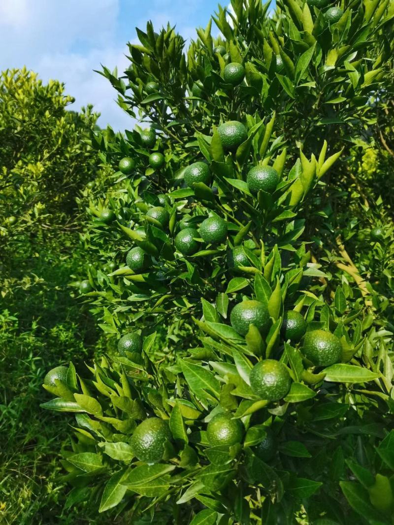 小青柑（蜜橘）（椪柑）原材料批发，可做茶柑，陈皮，药材