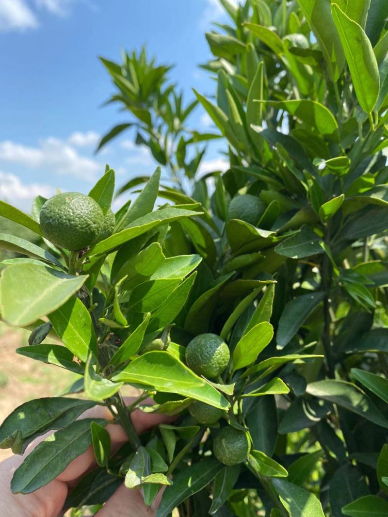 小青柑（蜜橘）（椪柑）原材料批发，可做茶柑，陈皮，药材
