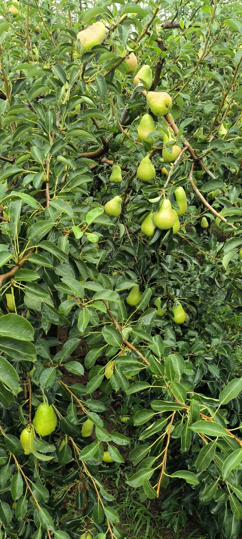 青葫芦梨